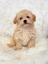 Charger l&#39;image dans la galerie, Miley Female Toy Maltipoo