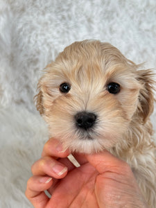 Nagano Male Toy Maltipoo