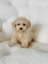 Load image into Gallery viewer, Biscuit Male Toy Maltipoo