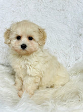 Cargar imagen en el visor de la galería, Dorothy Female Mini Maltipoo (Available for Guardianship)