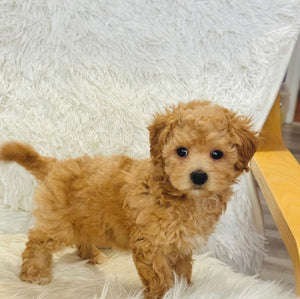 Estelle Female Toy Maltipoo