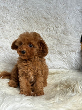 Load image into Gallery viewer, Faith Female Tiny Toy Poodle