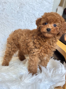 Pamela Female Toy/Mini Poodle