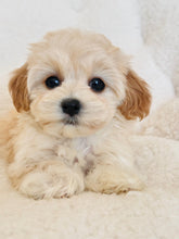 Load image into Gallery viewer, Mia Female Toy Maltipoo