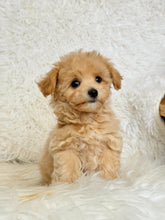 Load image into Gallery viewer, Freddie Male Toy Maltipoo