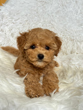 Load image into Gallery viewer, Chewie Male Toy Maltipoo
