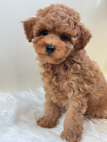 Kele Male Mini Poodle