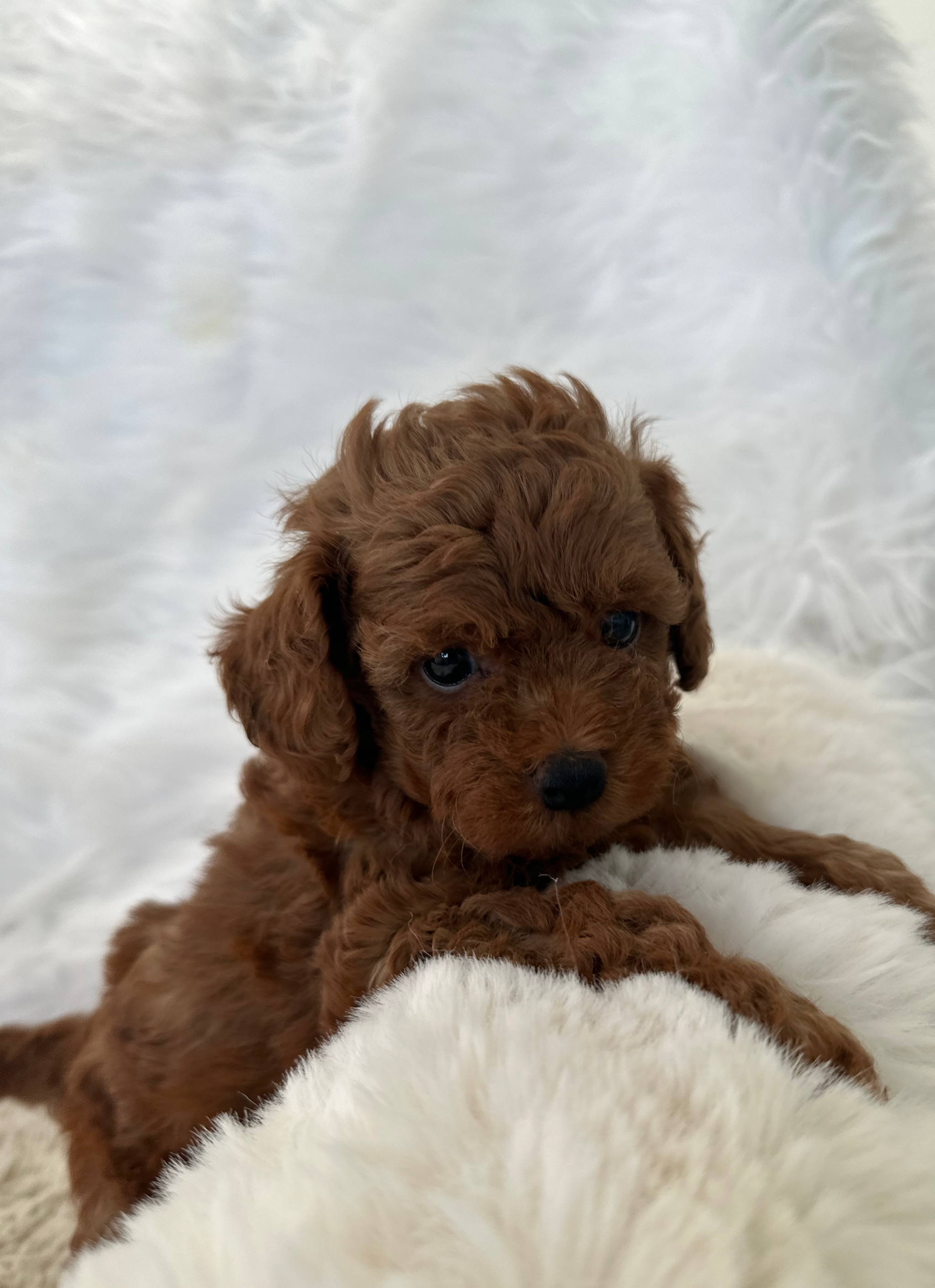 Toy Poodle Puppies For Sale Ontario Breeder CKC Registered Puppocino Co