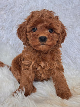 Cargar imagen en el visor de la galería, Murphy Male Mini Poodle