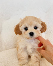 Load image into Gallery viewer, Priscilla Female Toy Maltipoo