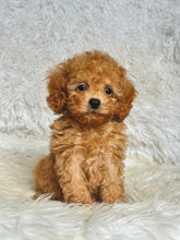 Load image into Gallery viewer, Willy Male Toy Poodle