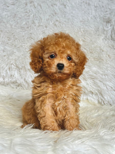 Willy Male Toy Poodle