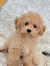 Load image into Gallery viewer, Scout Male Toy/Mini Maltipoo