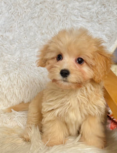 Mason Toy/Mini Maltipoo