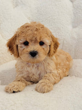 Load image into Gallery viewer, Daisy Female Mini Cockapoo