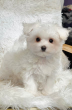 Load image into Gallery viewer, Snowball Male Tiny Toy Maltese