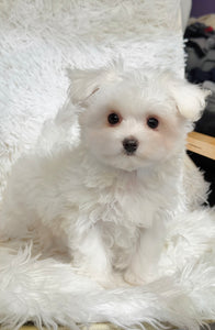 Snowball Male Tiny Toy Maltese