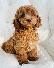 Load image into Gallery viewer, Rusty Male Mini Cockapoo (reserved)