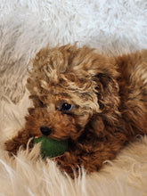 Load image into Gallery viewer, Patrick Male Toy/Mini Poodle