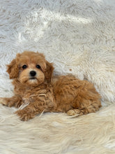 Load image into Gallery viewer, Amelia Female Toy Maltipoo