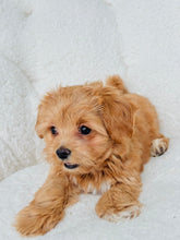 Load image into Gallery viewer, Alice Female Toy Maltipoo