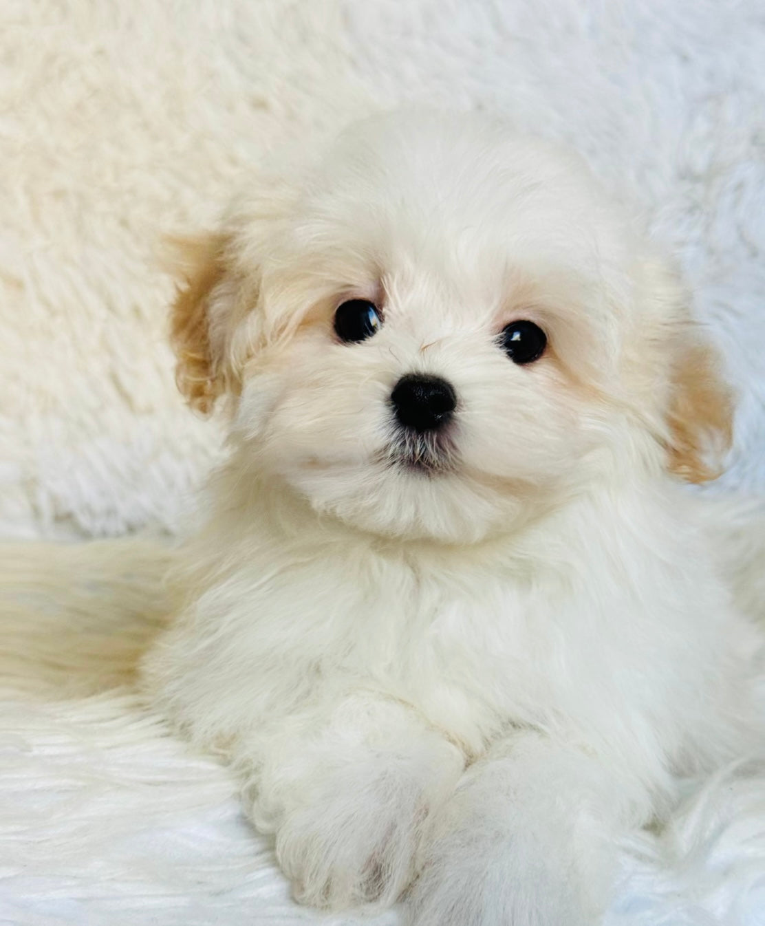 Puff Male Toy Maltipoo