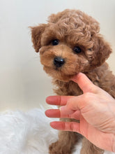Load image into Gallery viewer, Maui Male Mini Poodle