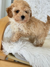 Cargar imagen en el visor de la galería, Layla Female Toy Poodle (Discounted)