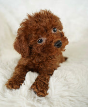 Load image into Gallery viewer, Momo Female Toy Poodle