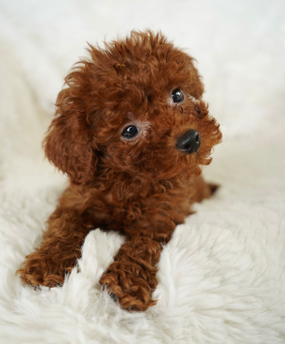 Momo Female Toy Poodle