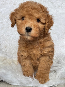 Kenzo Male Toy/Mini Poodle