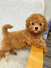 Load image into Gallery viewer, Winston Male Toy Poodle