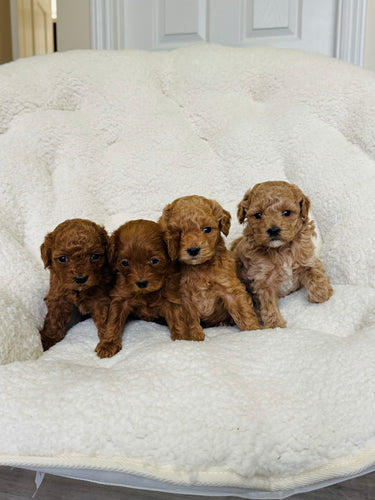 Maltipoo Puppies (Coming Soon)