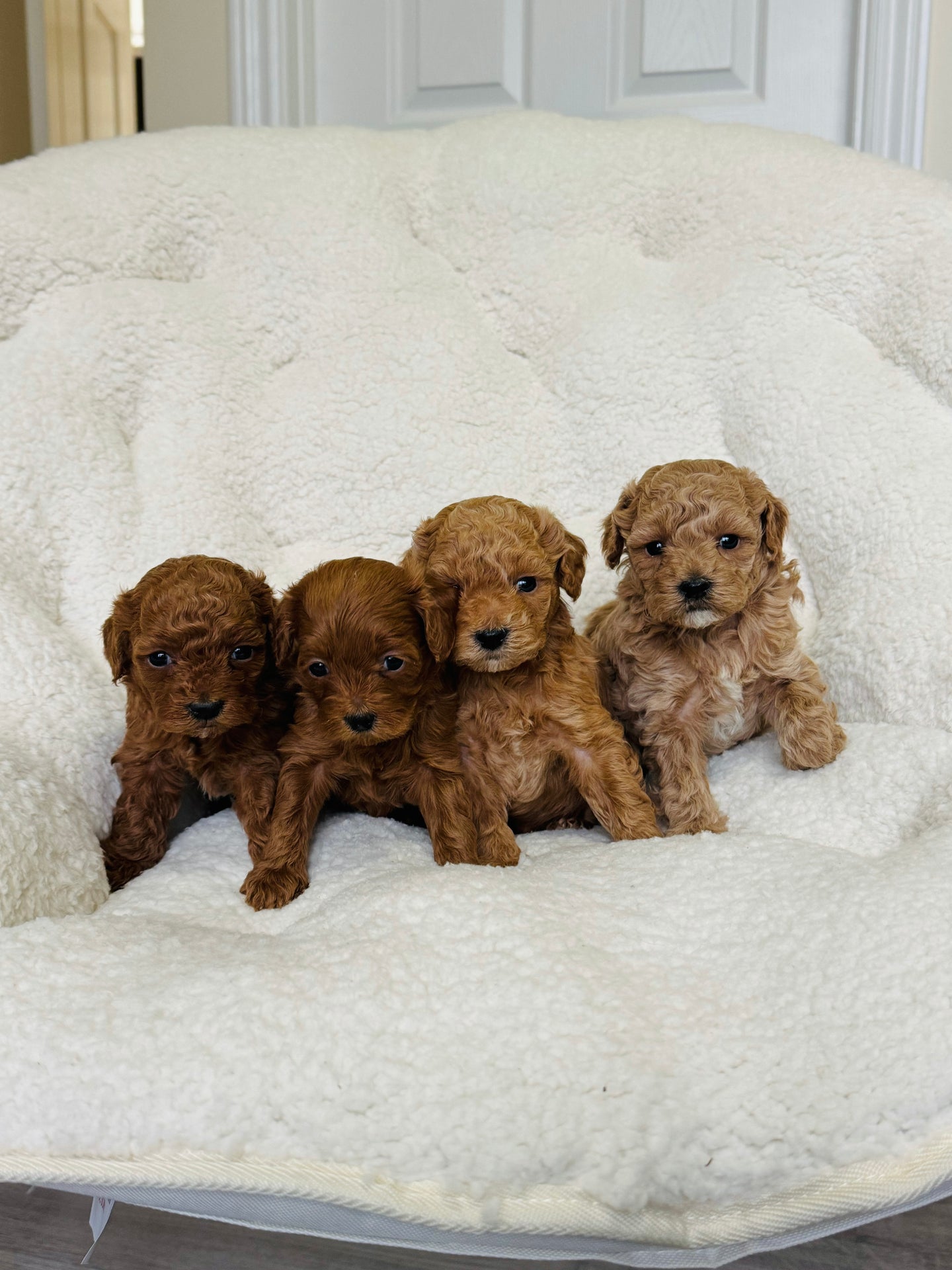 Maltipoo Puppies (Coming Soon)