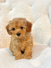 Charger l'image dans la galerie, Joy Female Toy/Mini Poodle