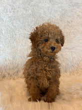 Load image into Gallery viewer, Ada Female Toy/Mini Poodle