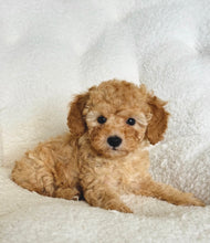 Cargar imagen en el visor de la galería, George Male Toy Poodle
