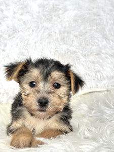 Boris Male Toy Morkie