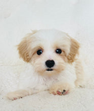 Charger l'image dans la galerie, Elio Male Toy Maltipoo