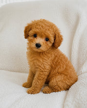 Cargar imagen en el visor de la galería, Riri Female Mini Poodle