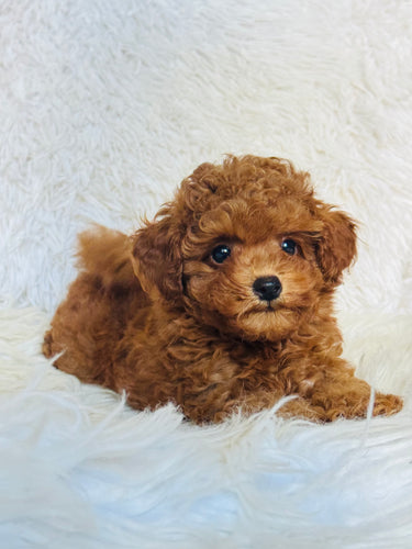 Rosie Female Toy Poodle
