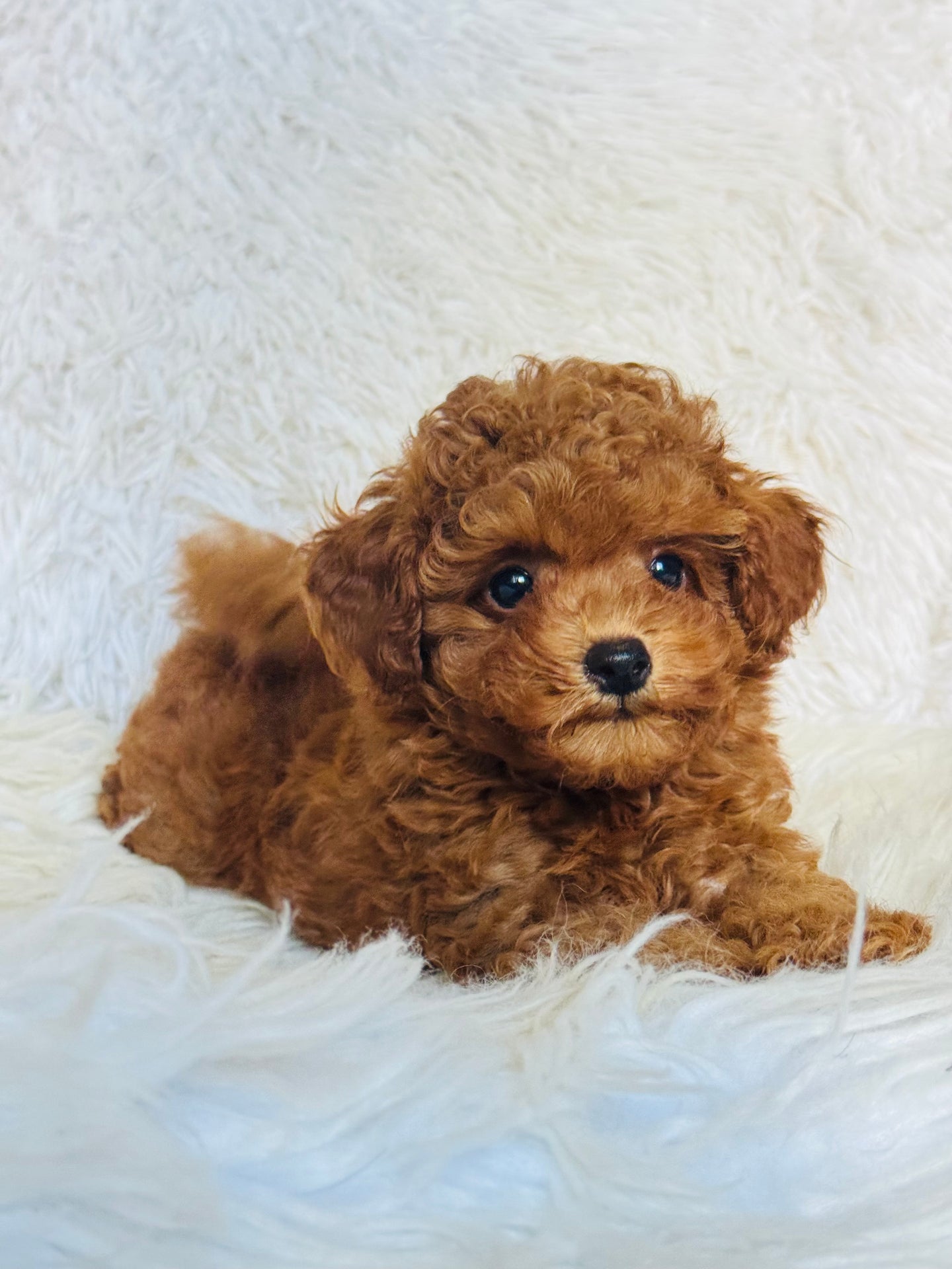 Rosie Female Toy Poodle