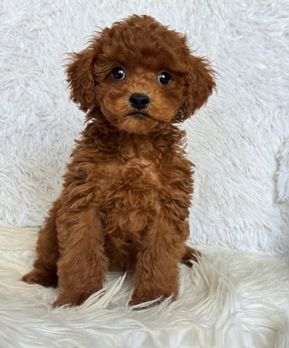 Theo Male Toy Poodle