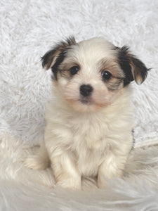 Boomer Male Toy Morkie