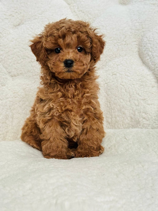 Chestnut Female Toy/Mini Poodle