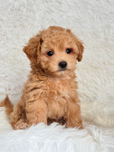 Load image into Gallery viewer, Will Male Toy Maltipoo