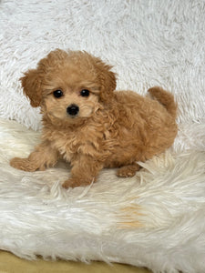 Jamie Male Toy Maltipoo