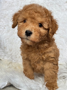 Kenzo Male Toy/Mini Poodle