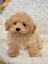 Load image into Gallery viewer, Scout Male Toy/Mini Maltipoo