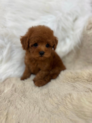 Yuki Female Tiny Toy Poodle